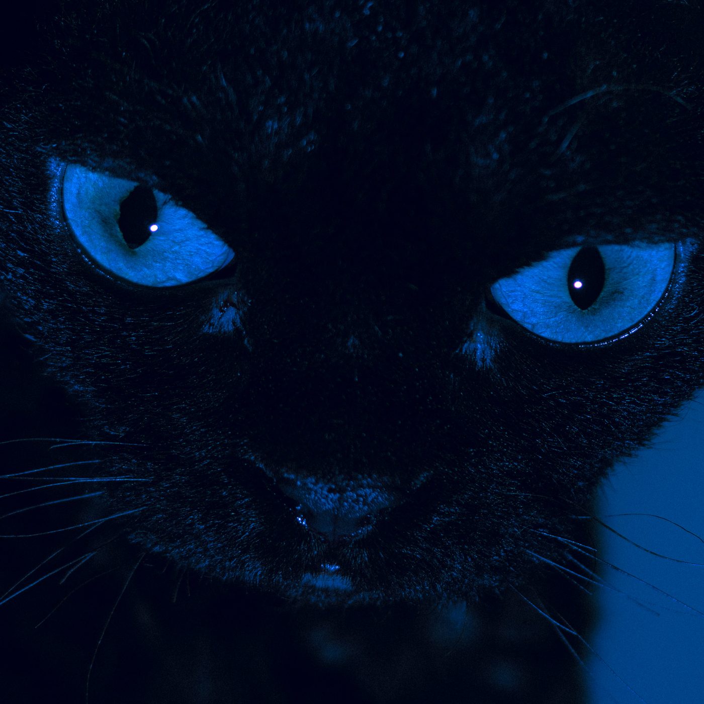 Black cat filling the frame in deep blue light, pale slit-pupil eyes fixed on the lens, whiskers catching the glow.