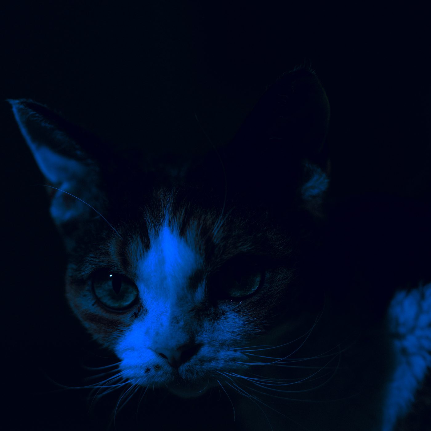 A tabby emerges from near darkness, the white blaze down its muzzle picking up cold blue light, ears held upright.