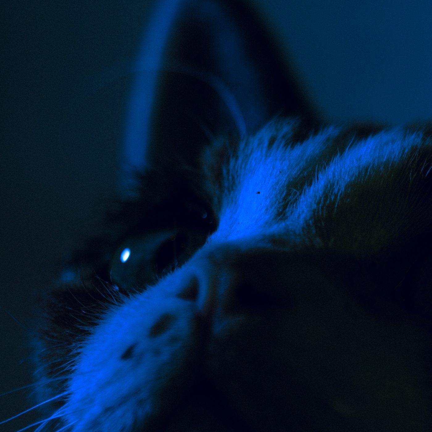 One cat presses its face into another's pale fur in blue darkness, with a single catchlight in its half-open eye.