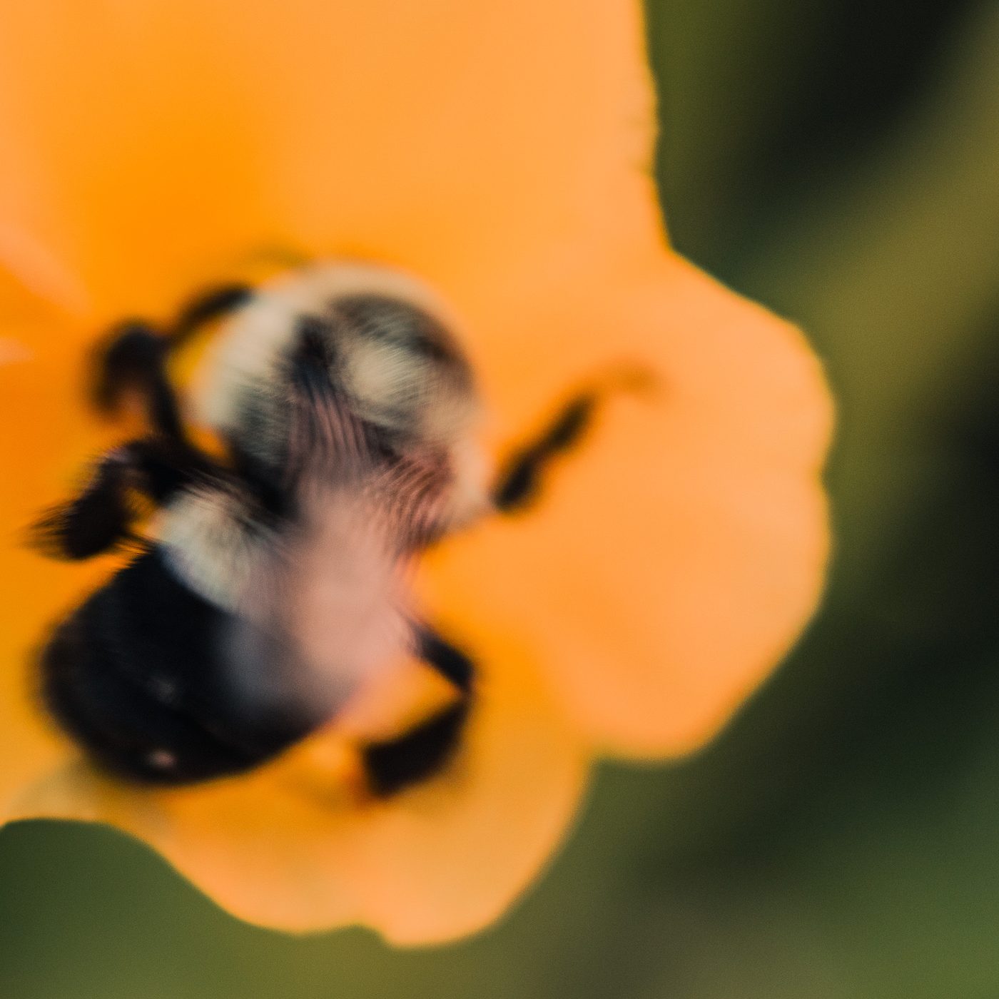 Bumblebee burrowed into the cup of a broad orange blossom, its black and pale fur soft and out of focus against green.