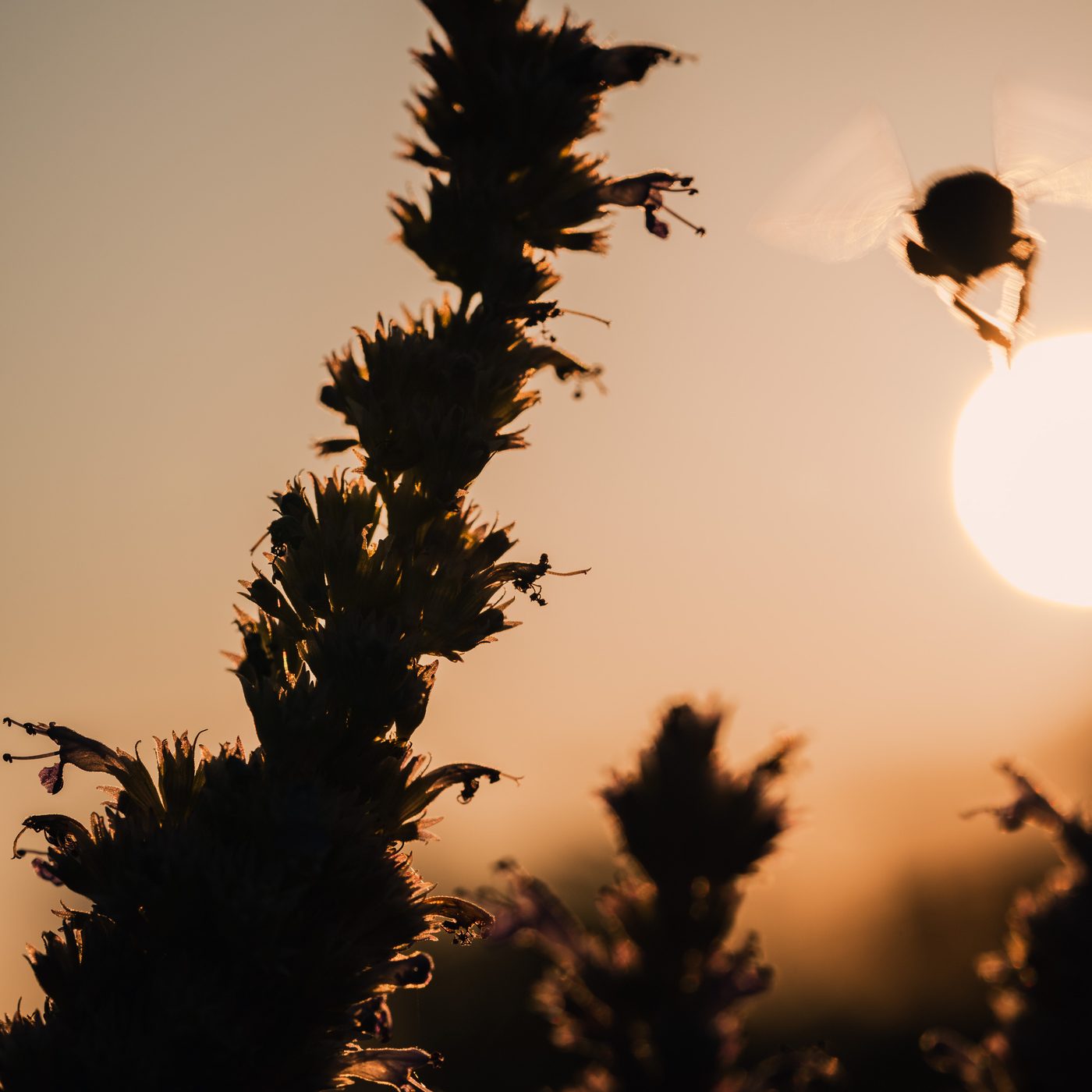 Bee in flight silhouetted beside a low sun, wings lit translucent, a tall flower spike standing dark against the amber sky.