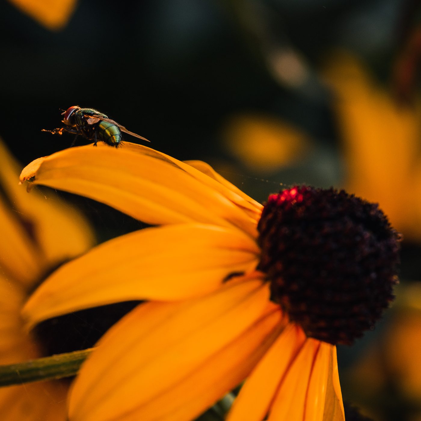 Metallic green fly perched on the tip of a golden petal, the flower's dark domed center glowing red in low sun.