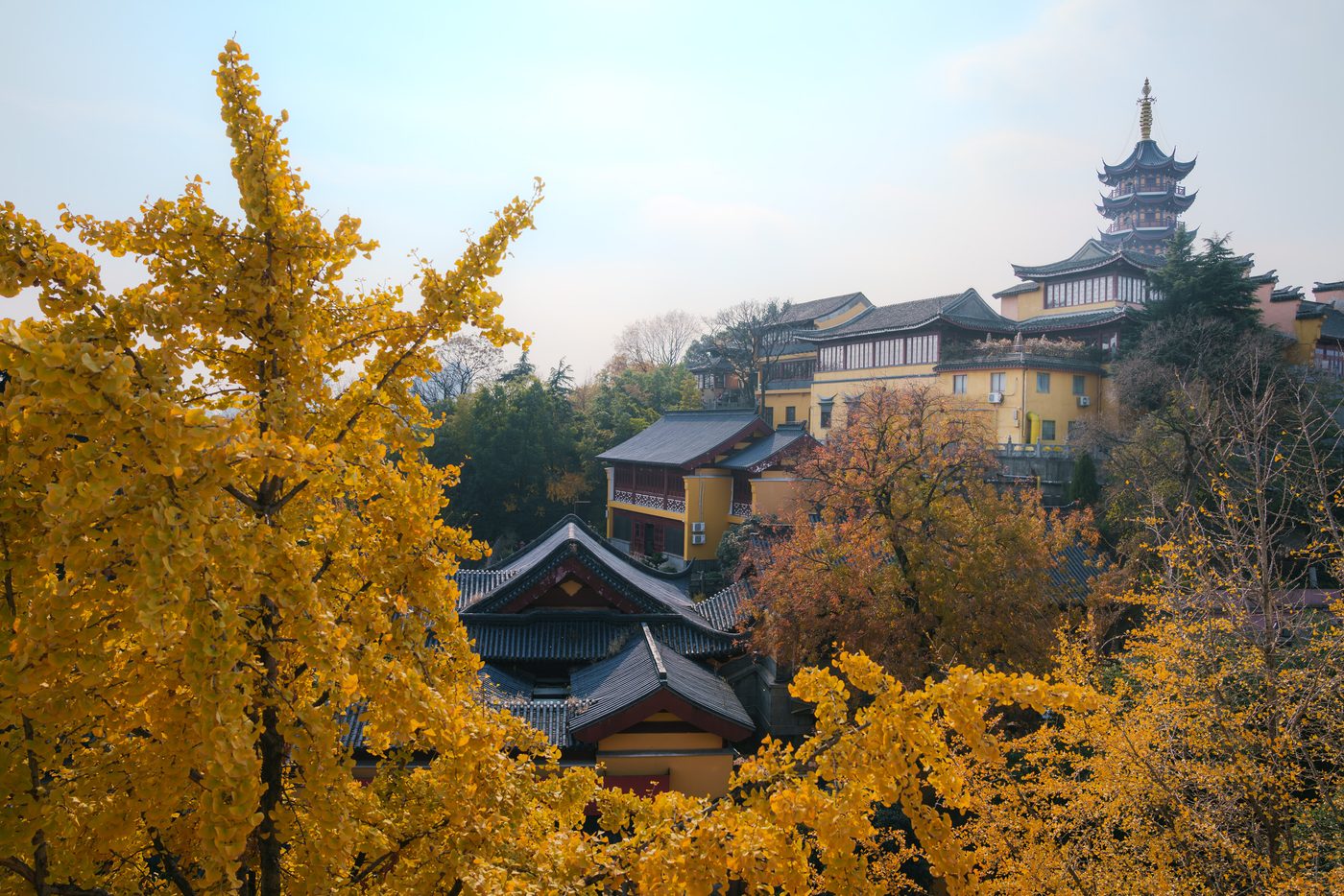 Yellow ginkgo trees frame a hillside temple complex of ochre walls and grey tiled roofs, a tiered pagoda rising against pale sky.