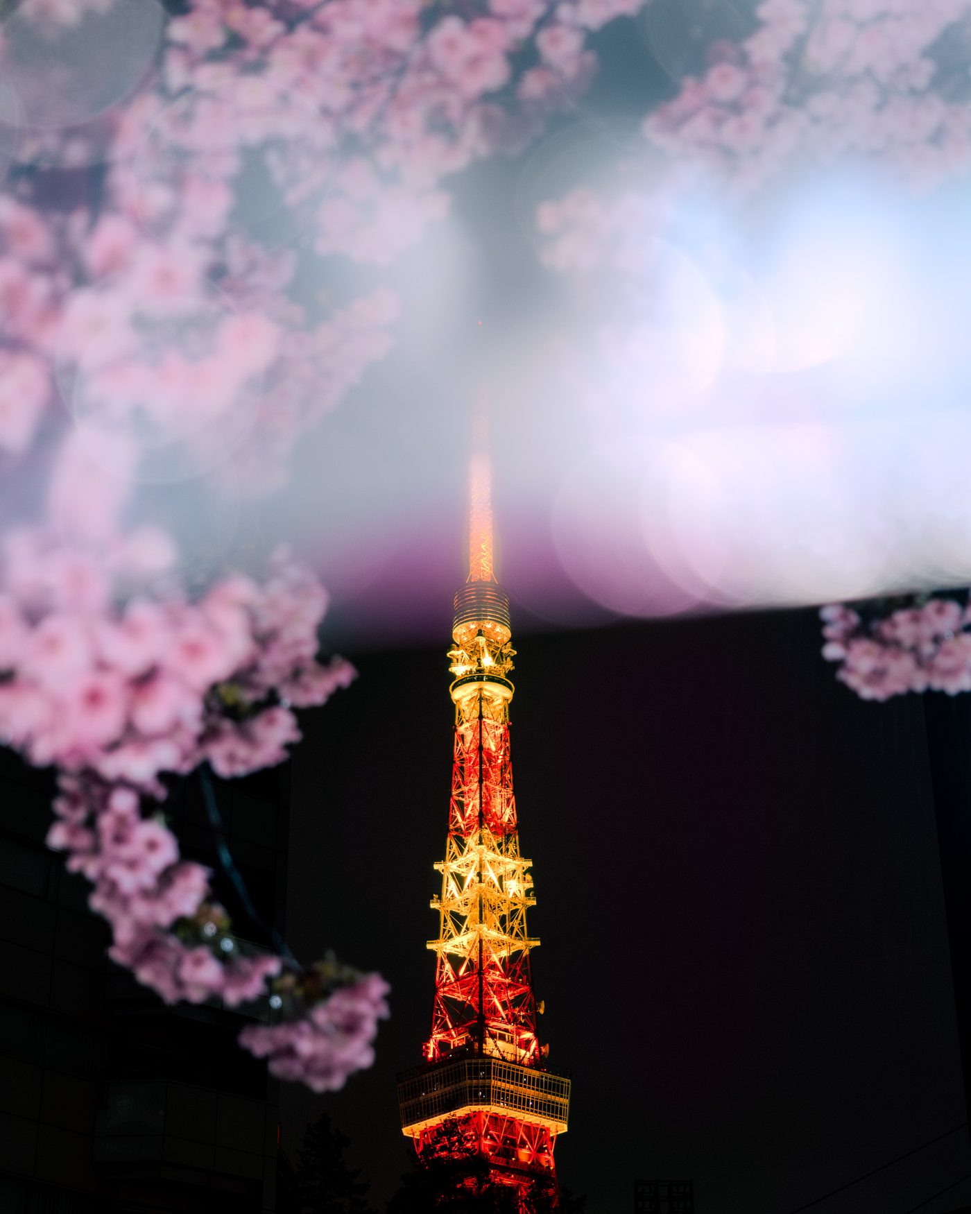 A latticed broadcast tower glows orange and gold against black night sky, framed by clusters of pink blossom thrown far out of focus.
