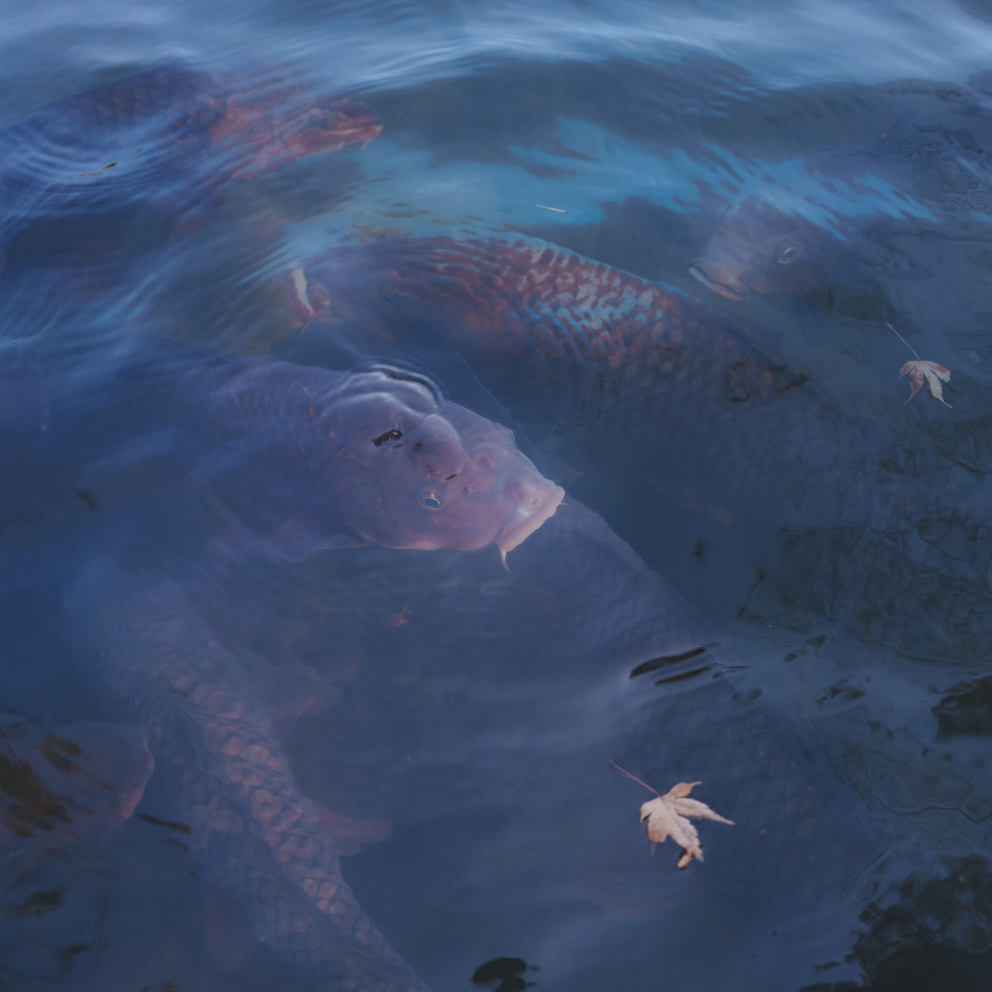 Koi crowd just below the surface of still dark water, one pale fish turning up toward the light beside two floating maple leaves.