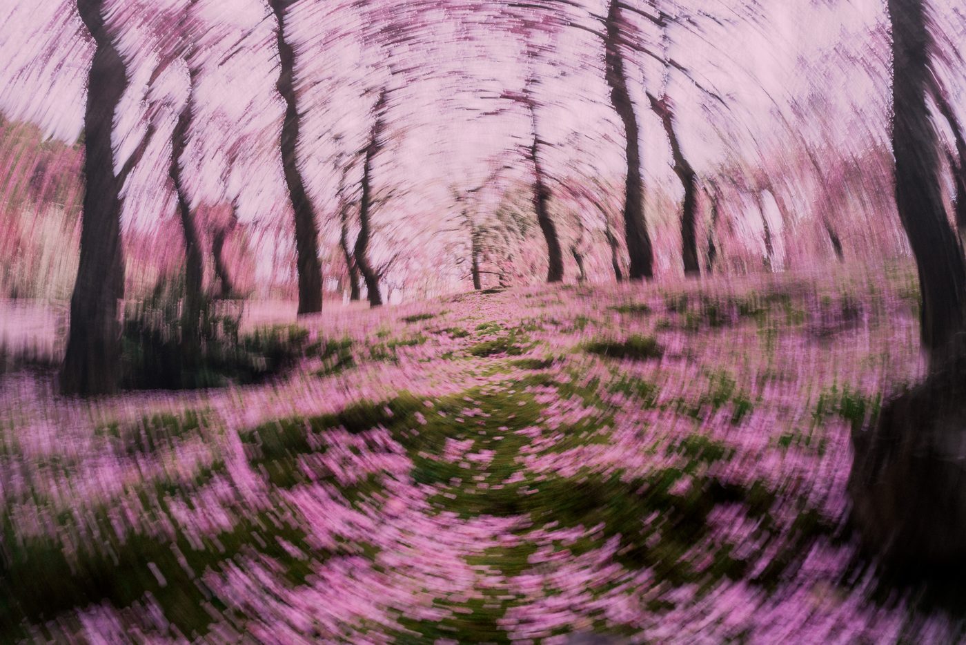 Blossoming cherry trees smear into radial streaks around a grass path strewn with fallen pink petals, the whole grove pulled toward the center.