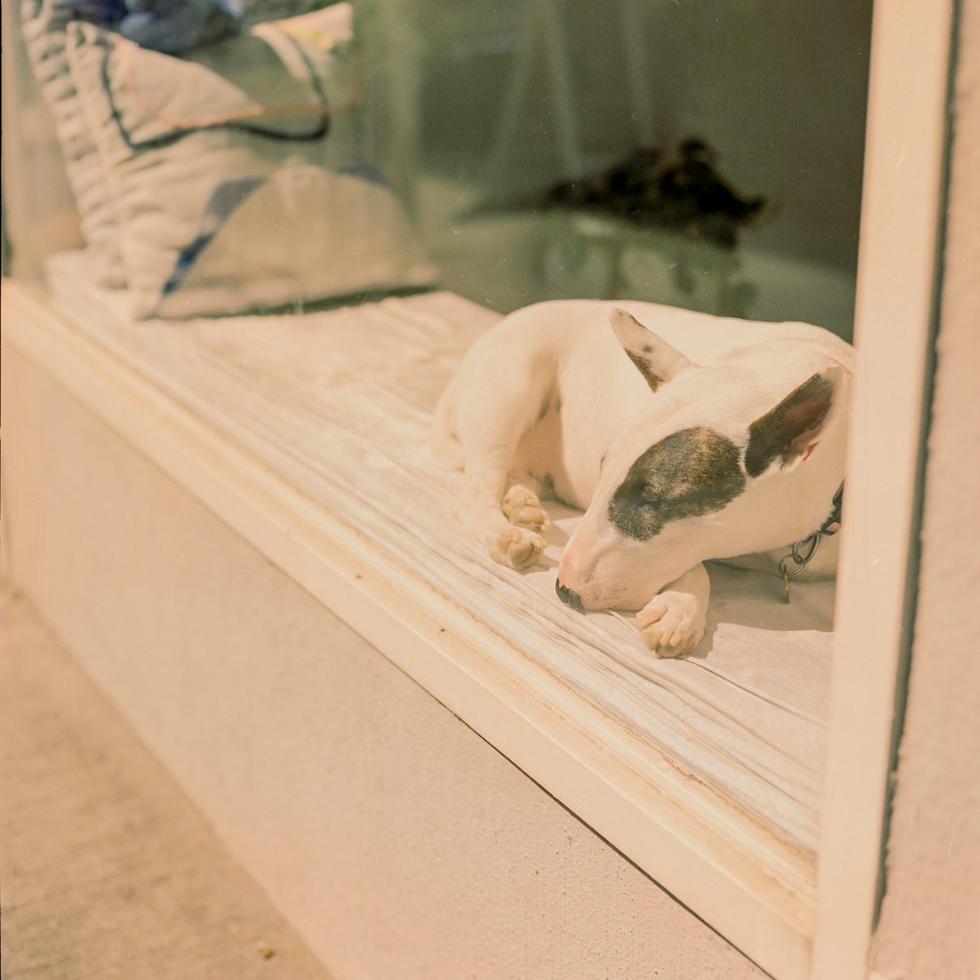 White bull terrier curled asleep on a cushioned window ledge behind glass, warm afternoon light washing the pale sill.
