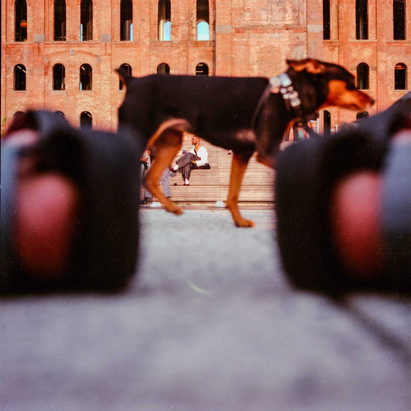 A black and tan dog strides past a sunlit brick warehouse, a man in white seated on the steps beyond, foreground shapes blurred.