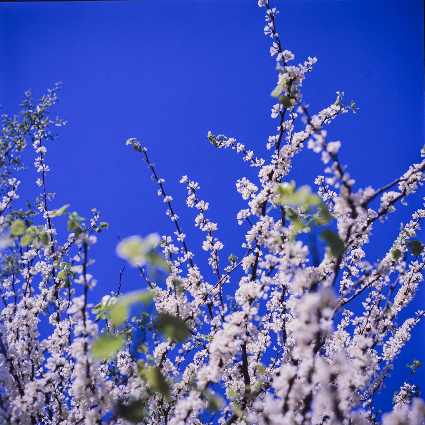 Branches of white blossom and young green leaves reach upward against a flat, deeply saturated blue sky in full daylight.
