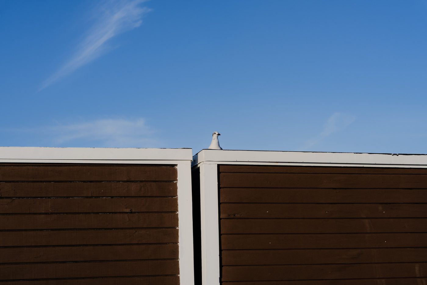 A gull's head peers over the white parapet of a brown clapboard building, deep blue sky and thin cirrus filling the rest of the frame.