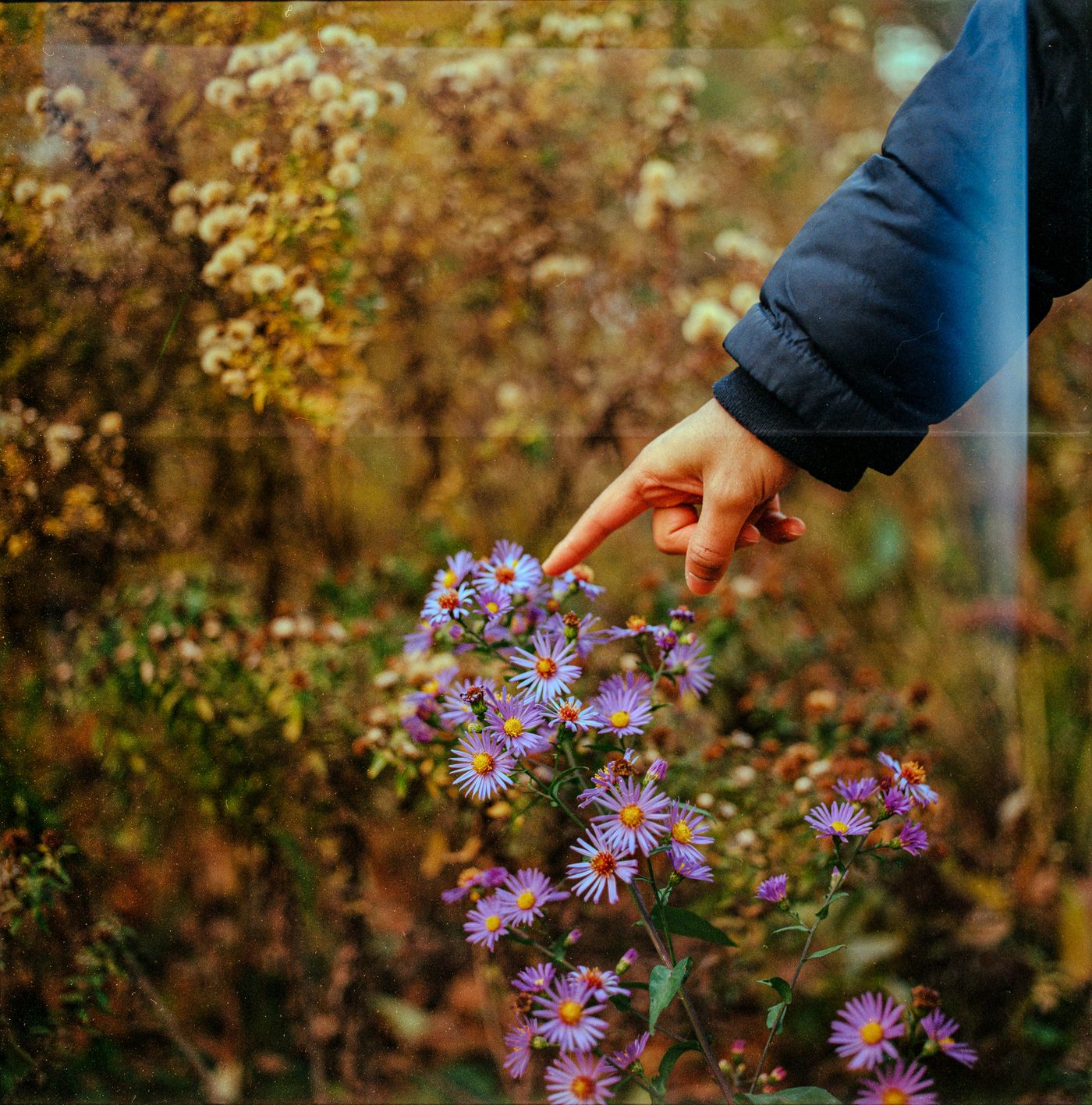 A bare hand reaching from a navy puffer sleeve extends one finger toward purple asters in a blurred autumn meadow under flat overcast light.